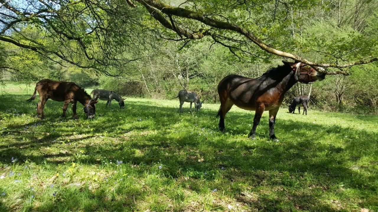 Le Moulin De Pensol - Gites Zewnętrze zdjęcie